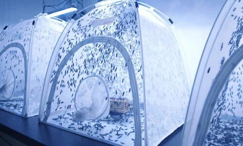 This company breeds insects in the heart of London: Fighting deforestation, protecting the oceans and reducing food waste all in one go