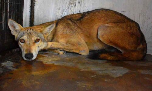 New inmates hale and hearty at new home