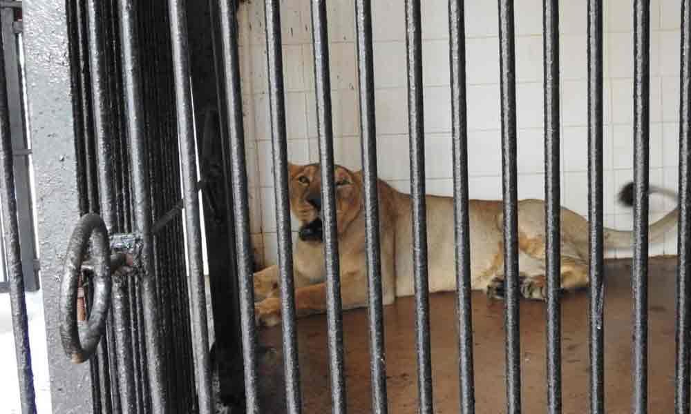 A pair of Asiatic lions arrive at IGZP
