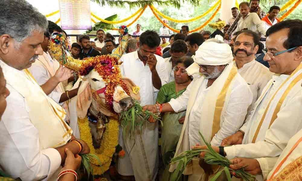 Will promote desi cow breeds: TTD chief