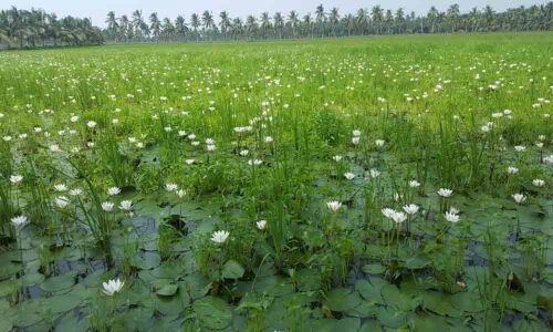Paddy transplantation delayed in many mandals