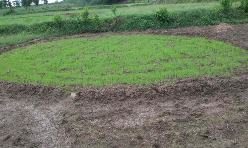 Scanty rainfall hits kharif works in Srikakulam