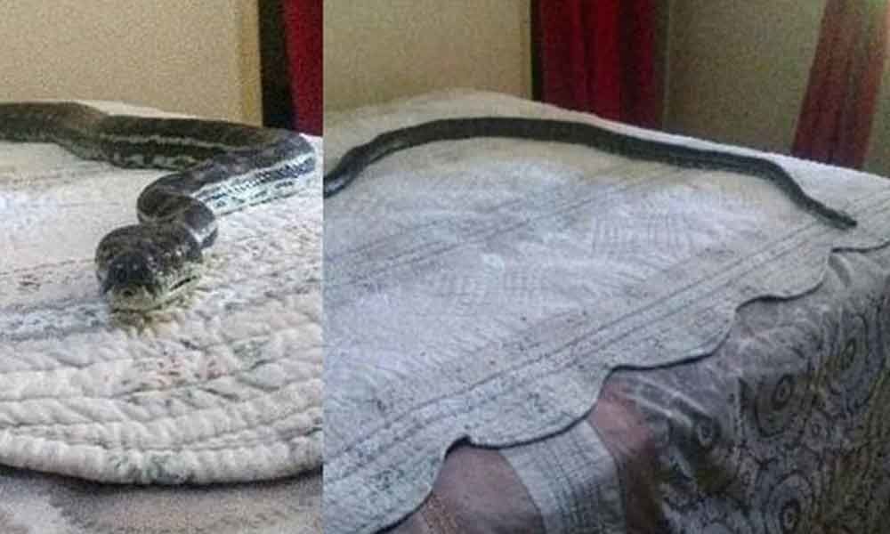 1 dead, 2 critical after snake bite in Mahbubabad