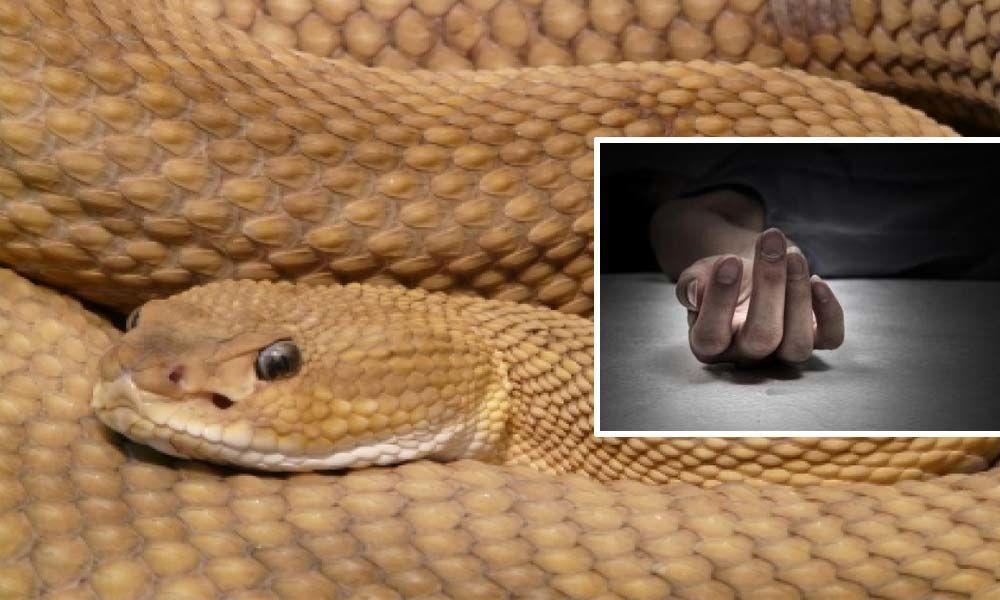 12-yr-old dies after snake bite