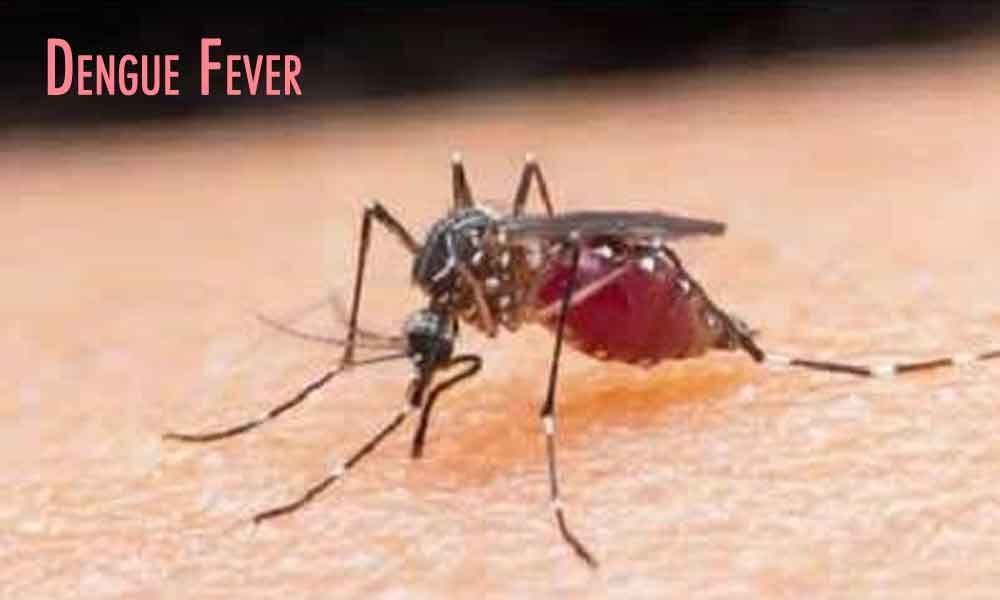 Stung by Dengue, Congress slams GHMC