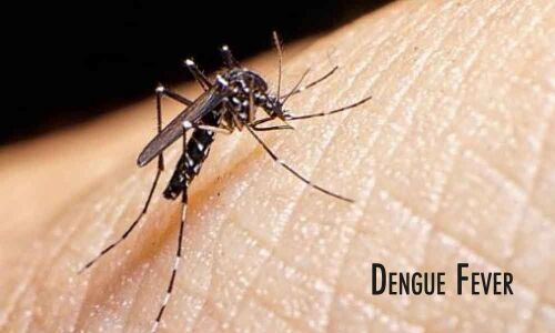 Four PG doctors of Niloufer down with Dengue