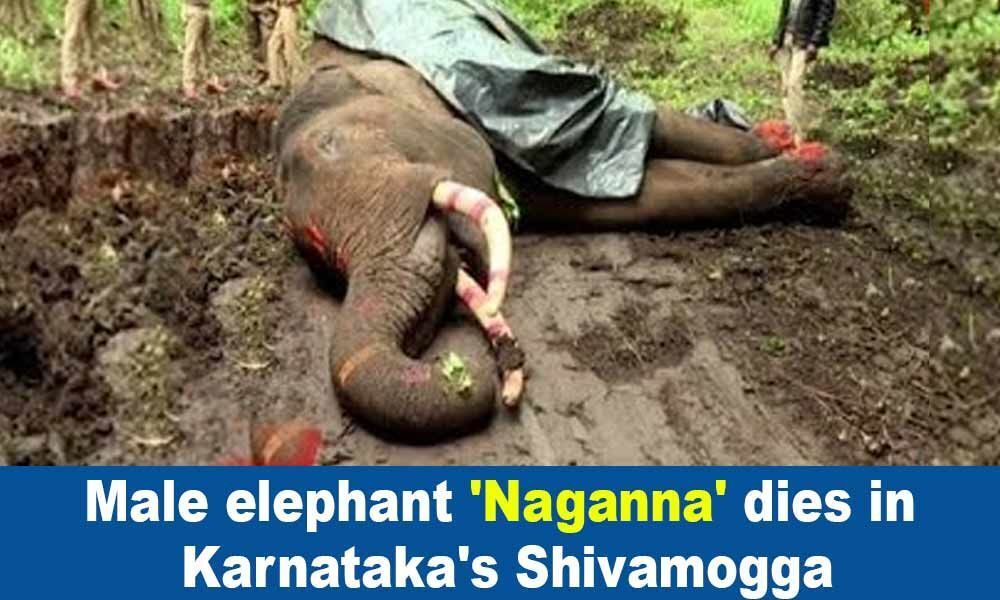 Male elephant 'Naganna' dies in Karnataka's Shivamogga