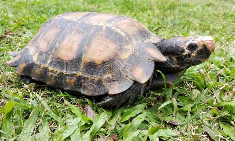 Rare Species Of Tortoise Seen In Arunachal Pradesh, Second Sighting Since June