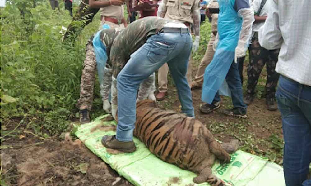 Tiger found dead in farm in Asifabad