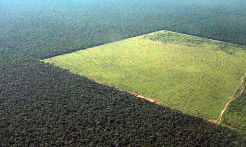 Soybeans were once major contributor of deforestation