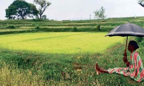 Recent rains bring new hopes to farmers in Kadapa district