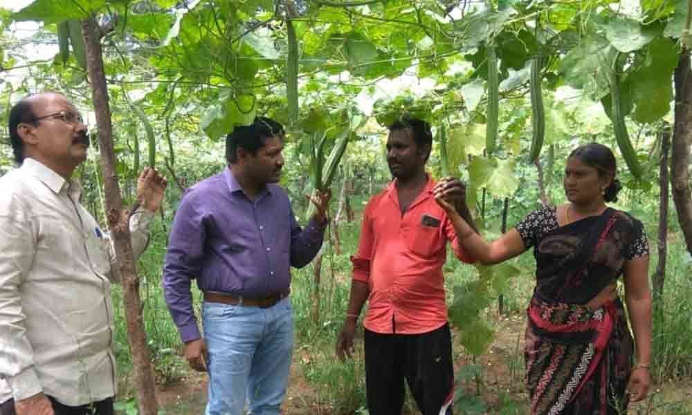 District Horticulture Officer inspects ridge gourd cultivation in Kothagudem