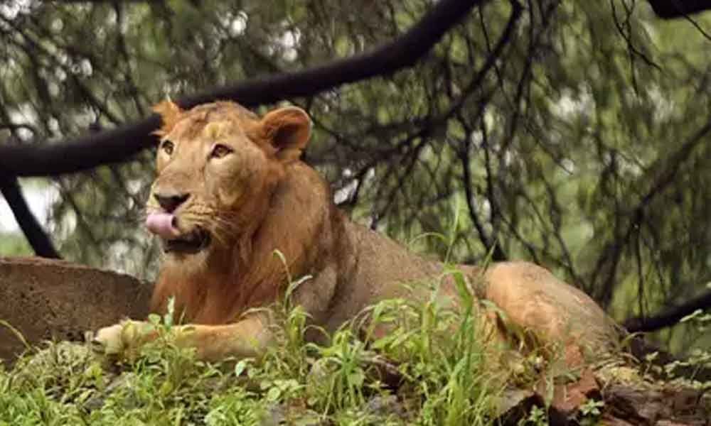 Forest guard hurt in lion attack at Ambardi park