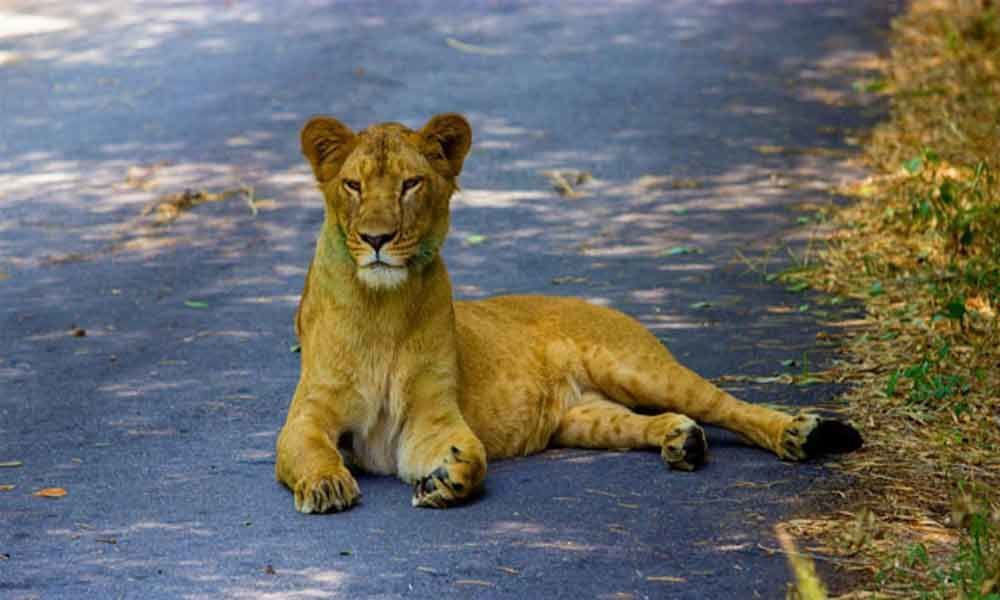 Lioness dies at rescue centre