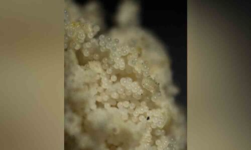 Pollen and spores could be used to remove pollutants from water