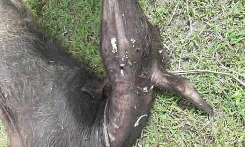 Villagers shiver as leopard on prowl