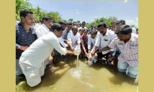 Nalgonda: Fishlings released into Duginelly pond