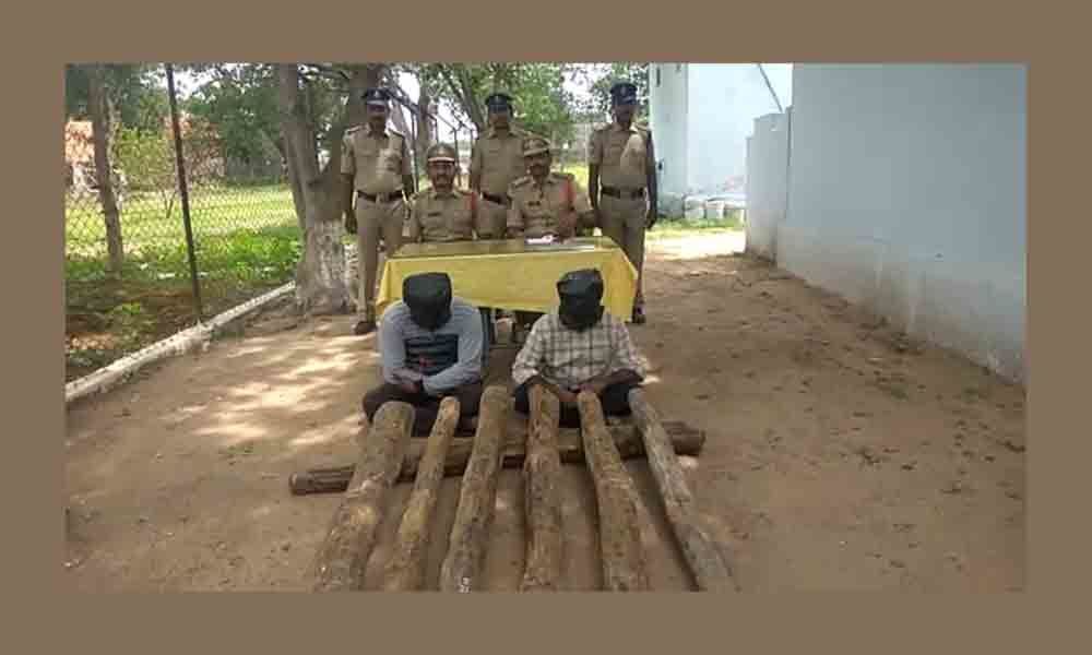 Kadapa: Two red sander smugglers arrested