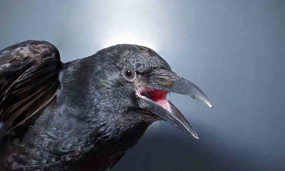 Crows can consciously control their calls: study