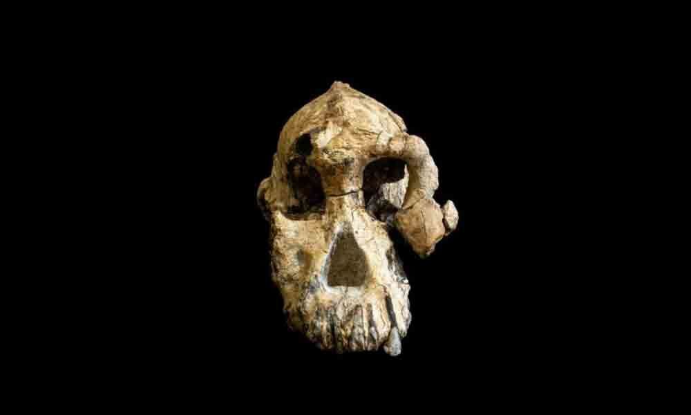 Skull find in Ethiopia yields new clues on how humans evolved