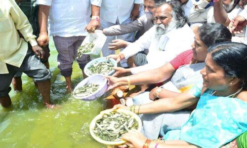 1.6 lakh fishlings released in Mehboob Sagar lake