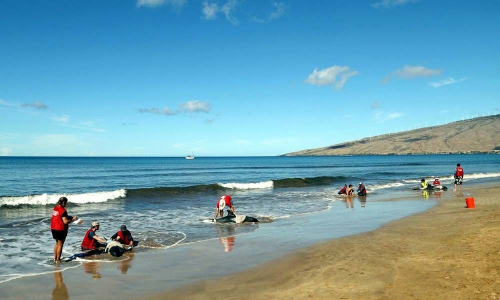 5 whales dead after mass stranding on Maui beach