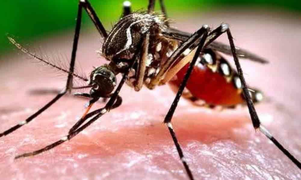 How the chikungunya virus may cause joint pain: Study