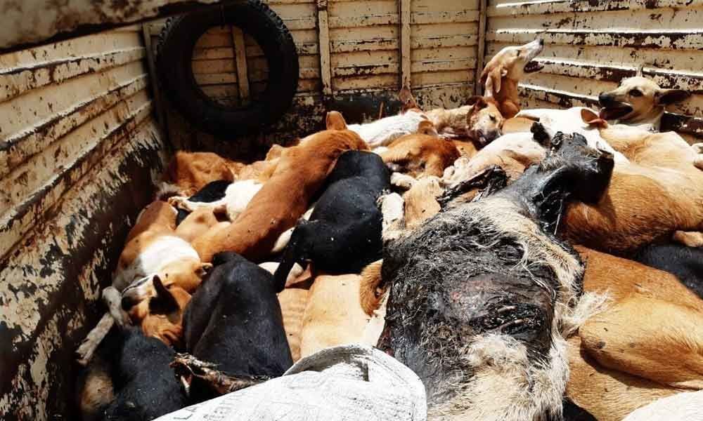 100 street dogs poisoned in Nagole