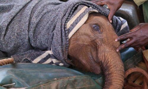 Dehydrated elephant being given treatment