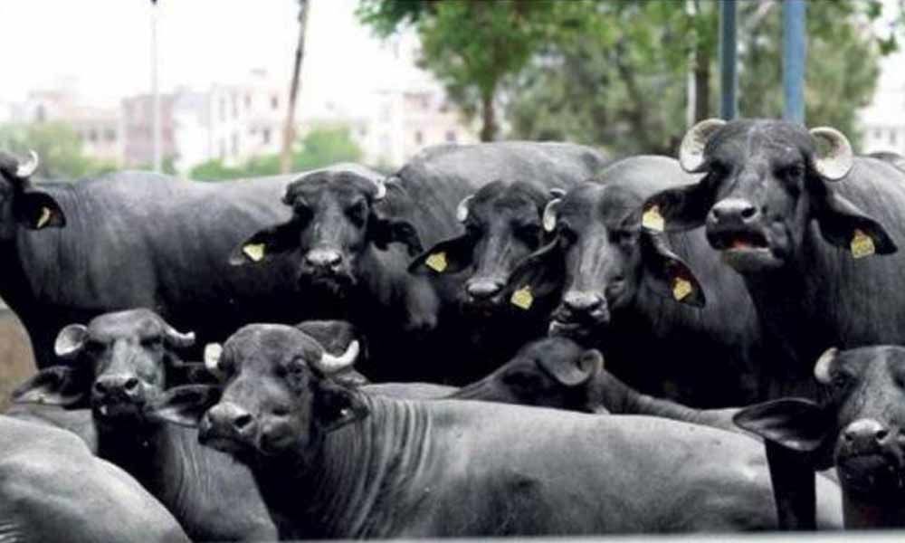28 buffaloes dead after drinking toxic water in Uttar Pradesh