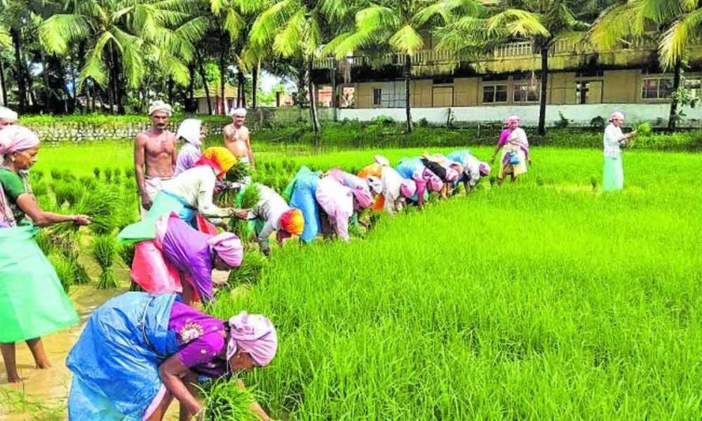 Lag in kharif sowing not cause for concern; will recover: Agri Min official
