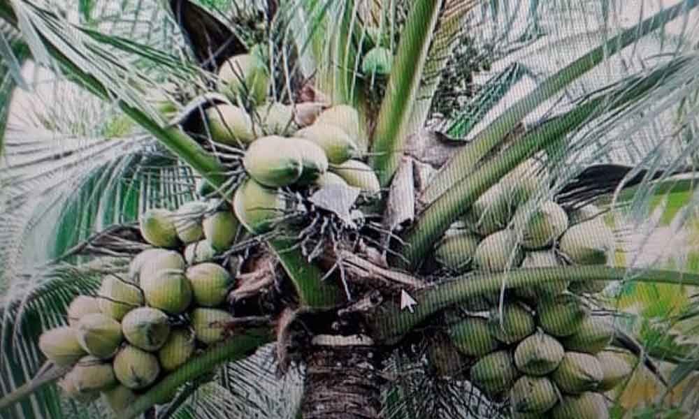 AP Agriculture Ministry to set up Coconut Research Institute in East Godavari