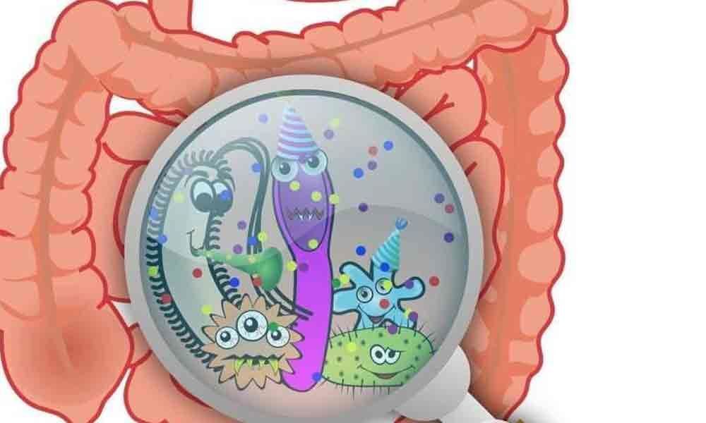 Comprehensive catalogue of human gut bacteria created
