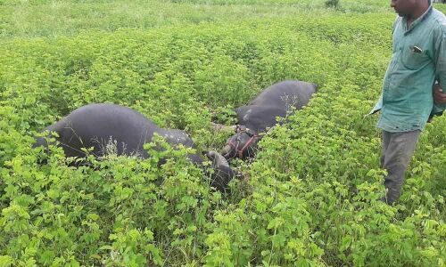 Ryot, his 3 buffaloes electrocuted