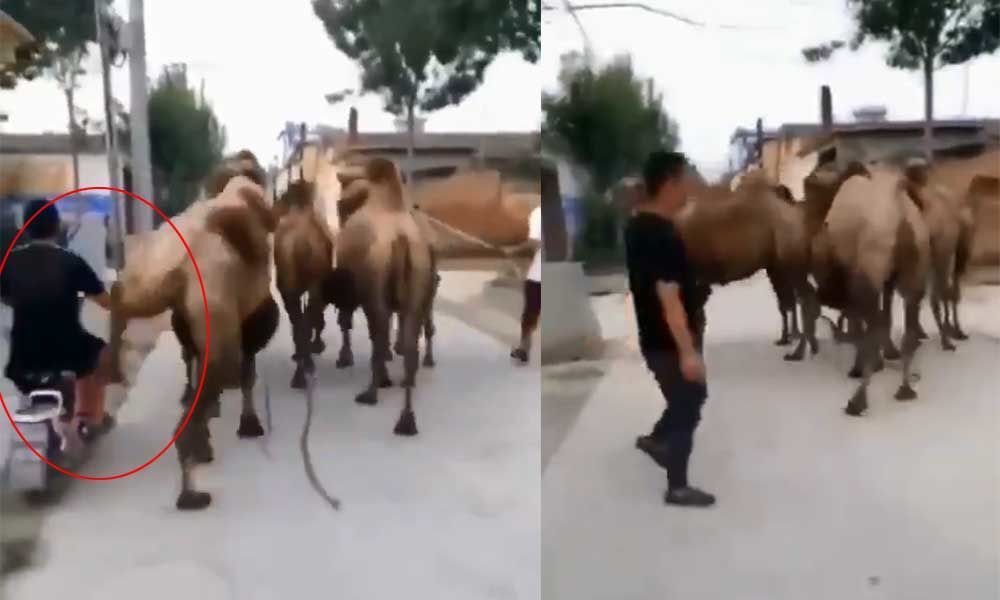 Angry camel kicks biker for overtaking, tweets Hyderabad police