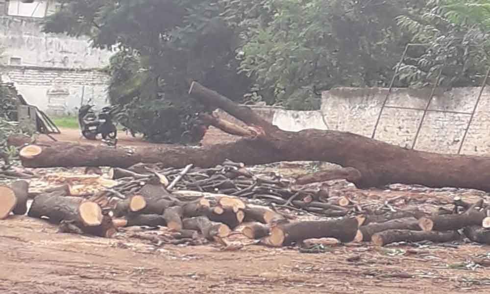Public outrage as huge trees felled in city