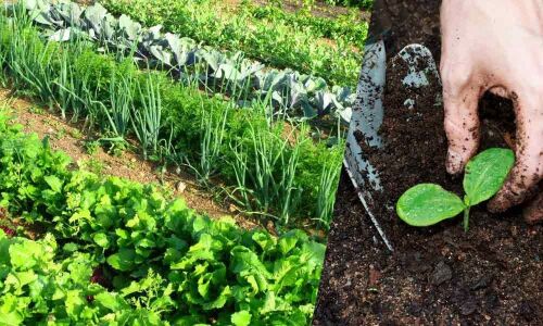 Bio fertilizer is the key to soil fertility and crop productivity - how to make organic manure at home