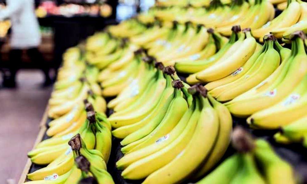 Climate change may cause major decline in Indias banana cultivation, reveals study