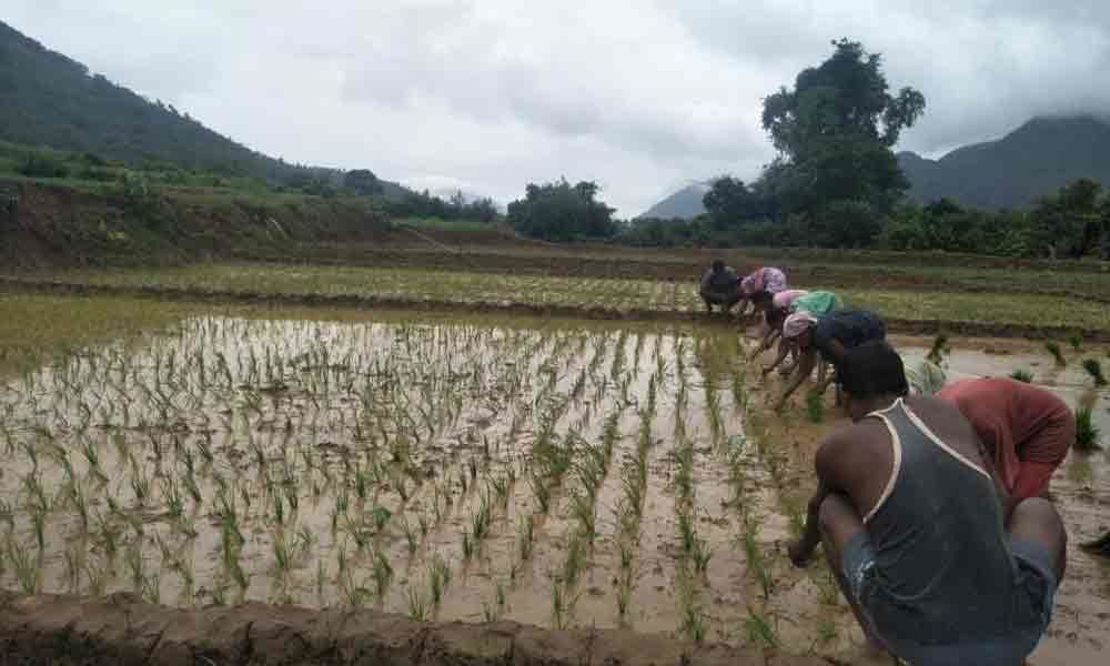 Kharif sowing hit by deficit rainfall in Vizianagaram