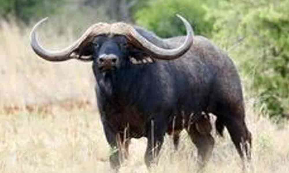 Plastic kills Zoos last Cape buffalo
