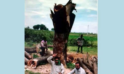 Consider translocation of trees instead of cutting them down oficials urged in Suryapet