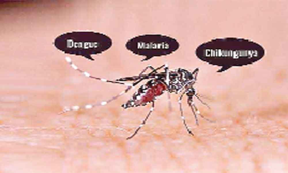 GHMC finds dengue mosquito larva in tyre