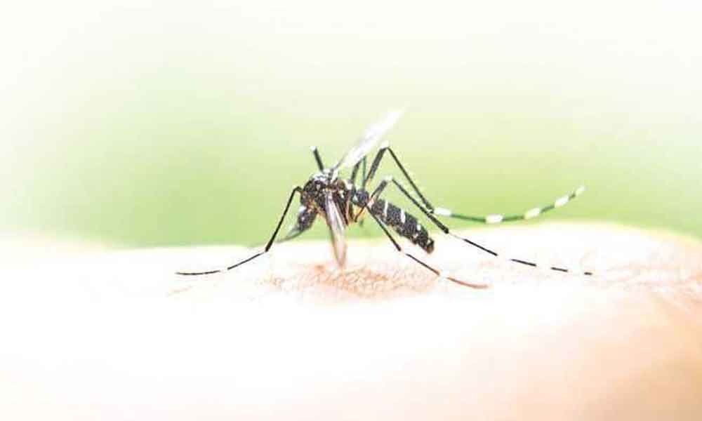 Dengue stings Khammam