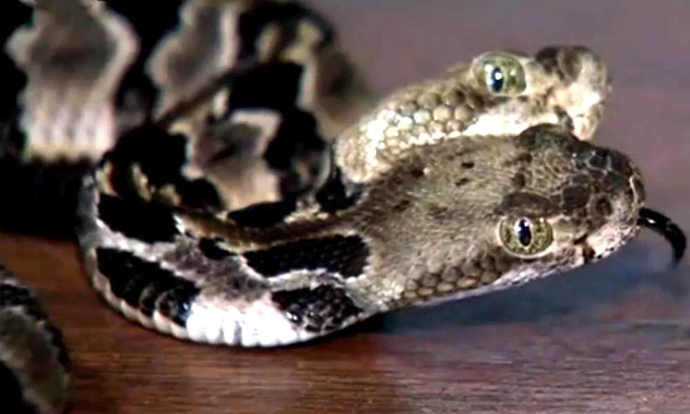 Two-headed rattlesnake, named Double Dave, found in New Jersey