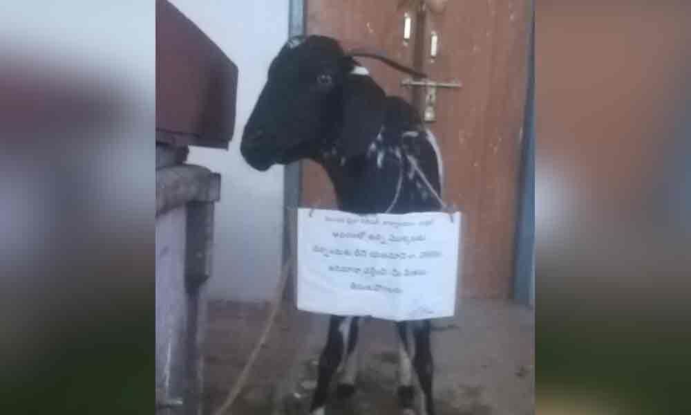 Goat punished for eating away Haritha Haram plants