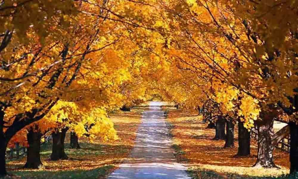 Kashmirs golden yellow autumn arrives without any tourists