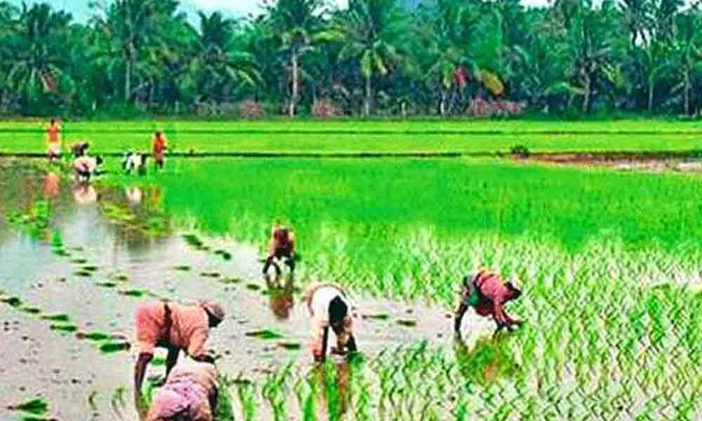 Paddy farmers predict bumper harvest in Vijayawada