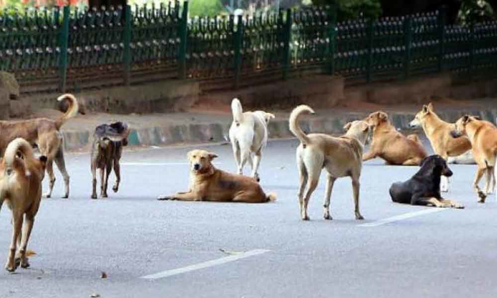 Legs tied with strings, 90 stray dogs found dead in Maharashtra; case registered