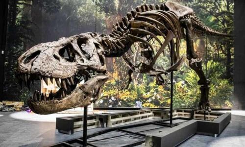 Scientists discover T-Rexs way to keep cool : A giant air conditioner was built in its head