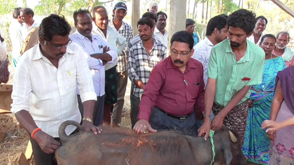 Mystery disease hits cattle in Lingapalem mandal